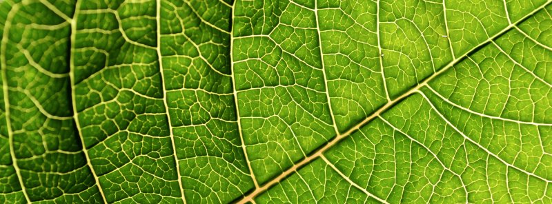 Биология текстура