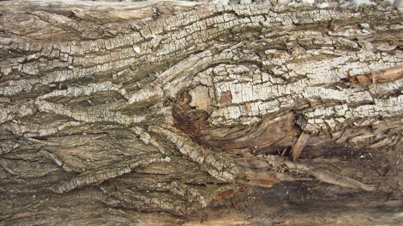 Кора дерева