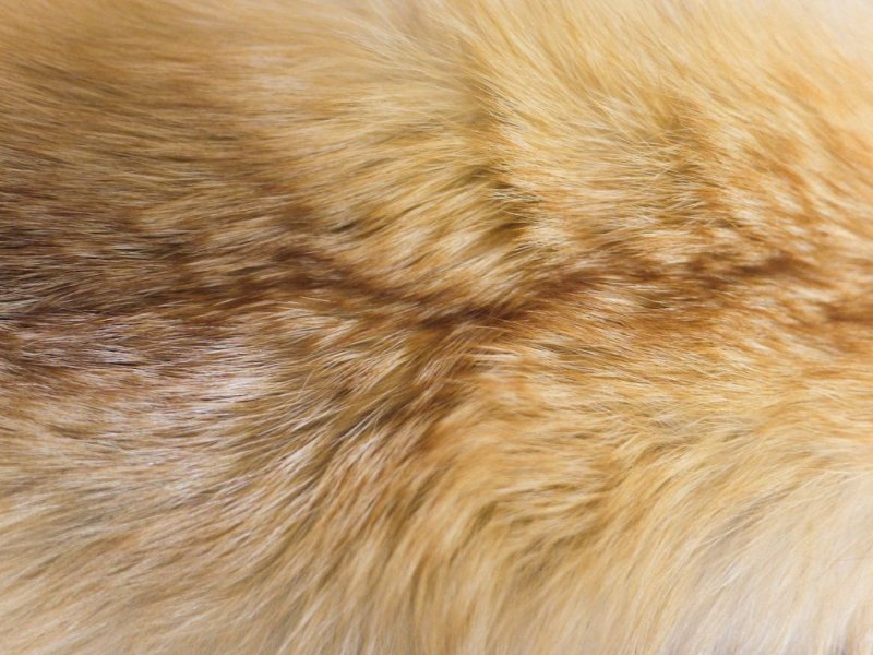 Текстура шерсти кота