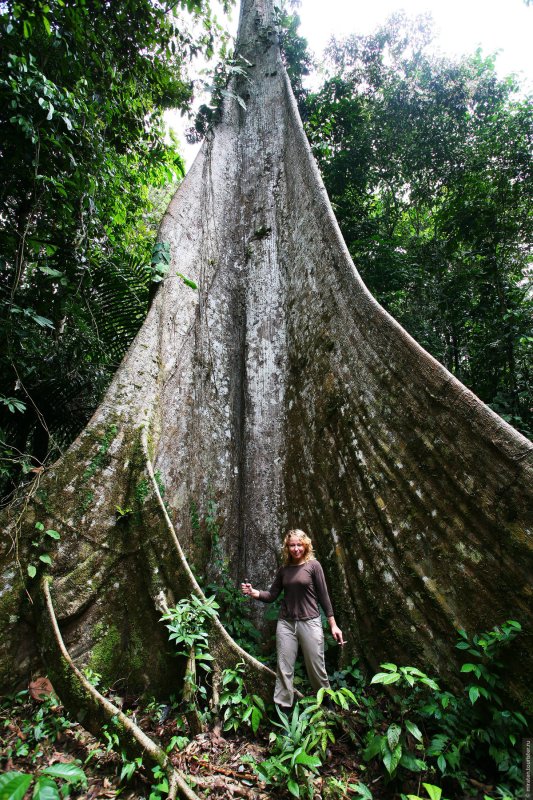 Африканский дуб абаш