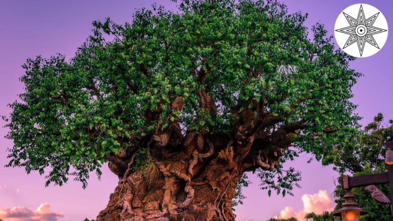 Абаш дерево