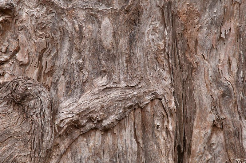 Срез дерева текстура