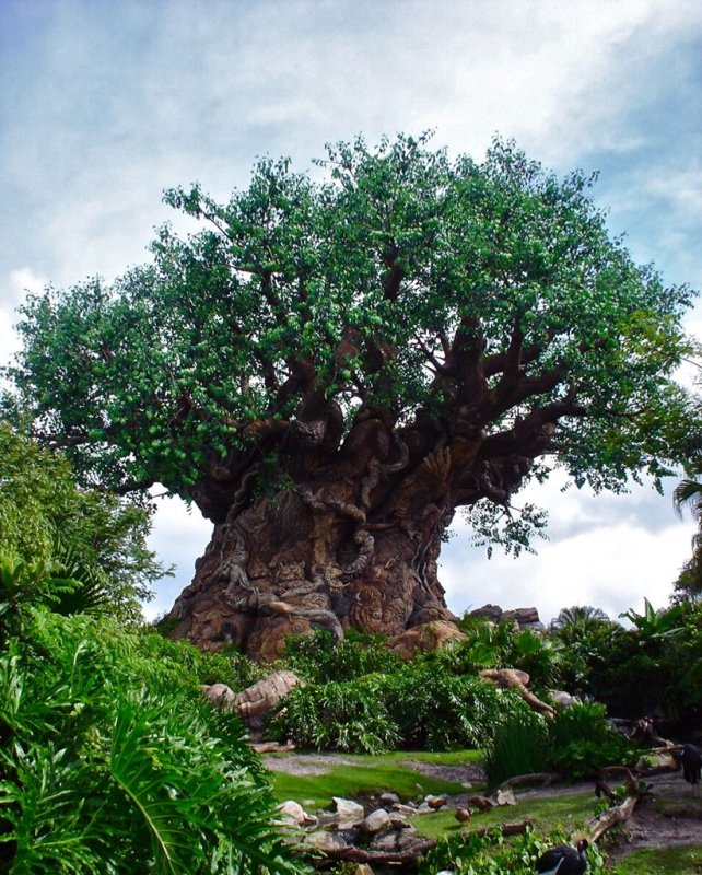 Африканский дуб абаш