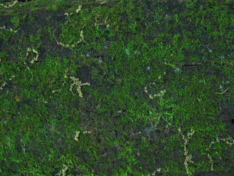 Текстура камня с мхом