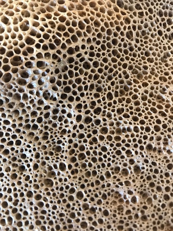 Трипофоба цветок лотоса