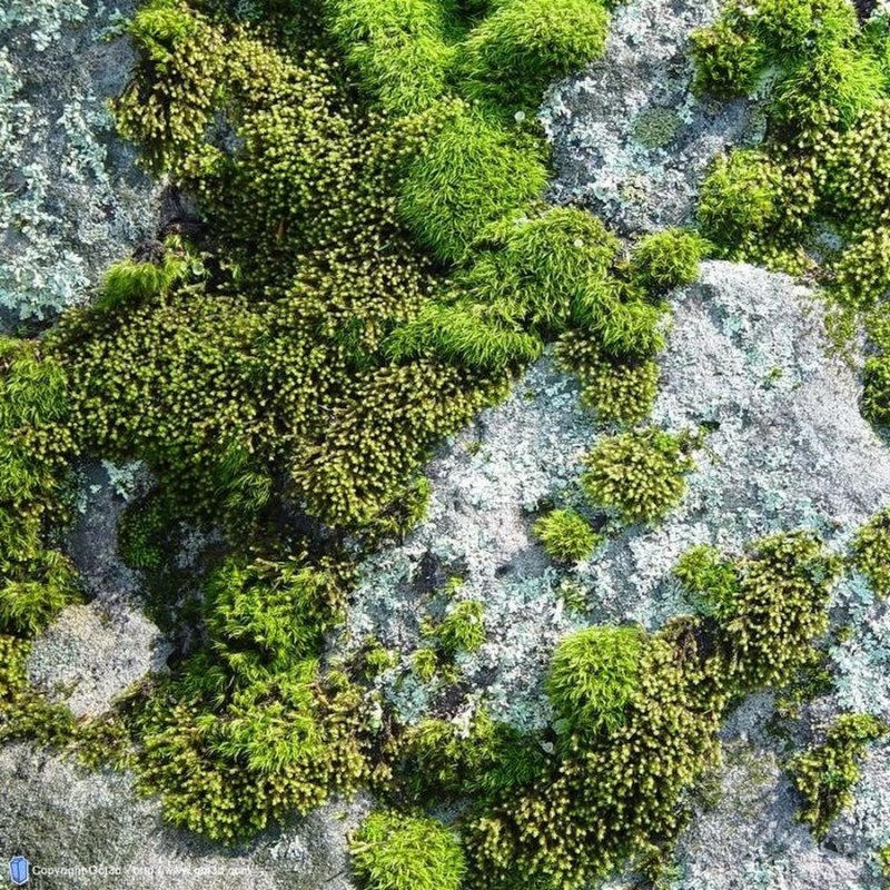 Плитник мох