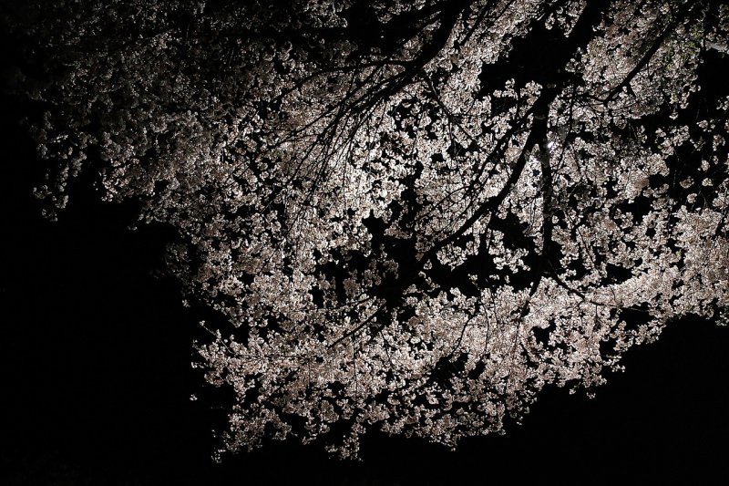 Сакура черно белая