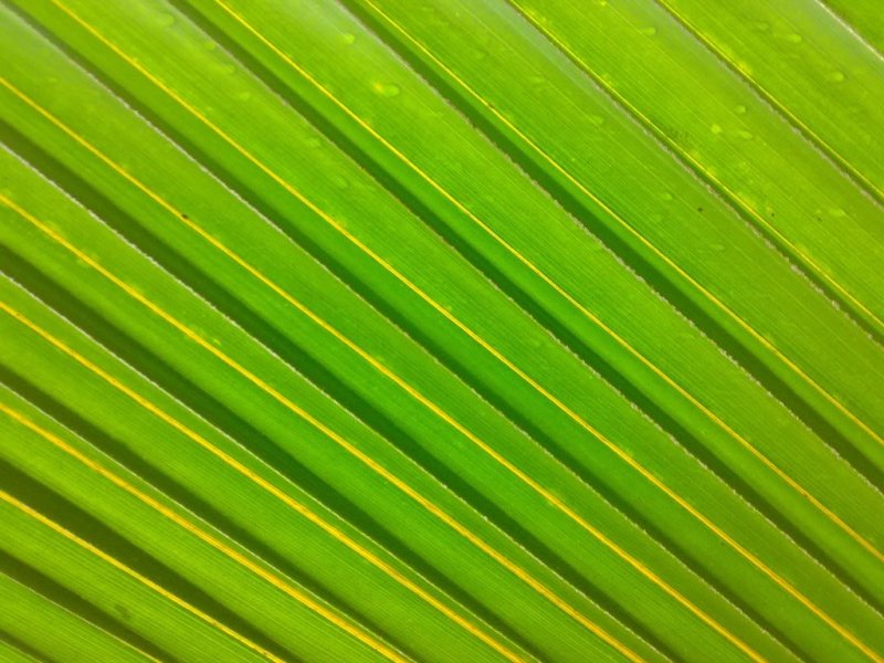 Текстура пальмового дерева