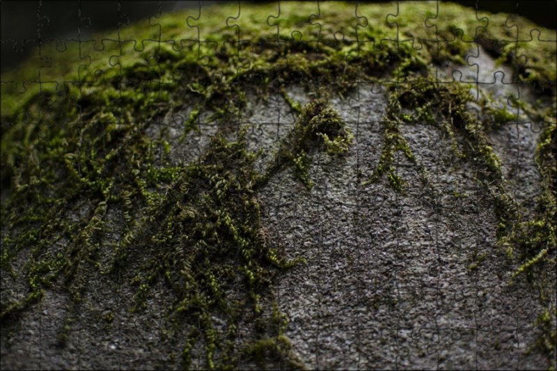 Текстура камня с мхом