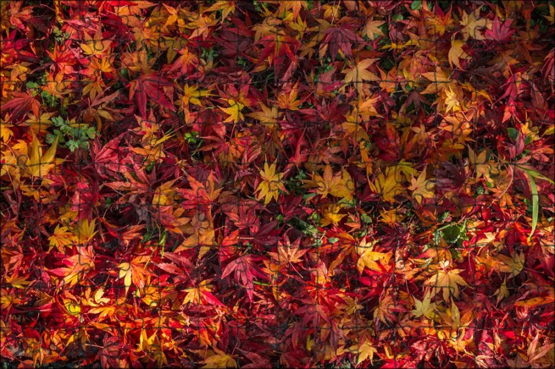 Текстура листвы