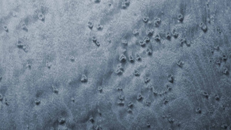 Вудсток клен птичий глаз