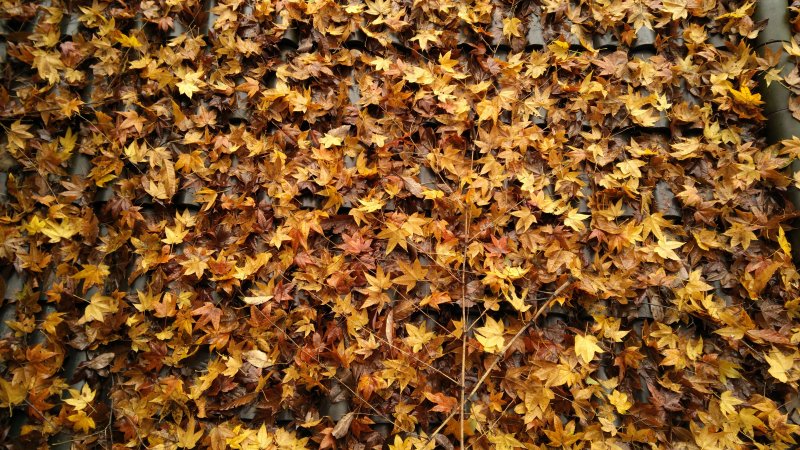 Осенний камуфляж