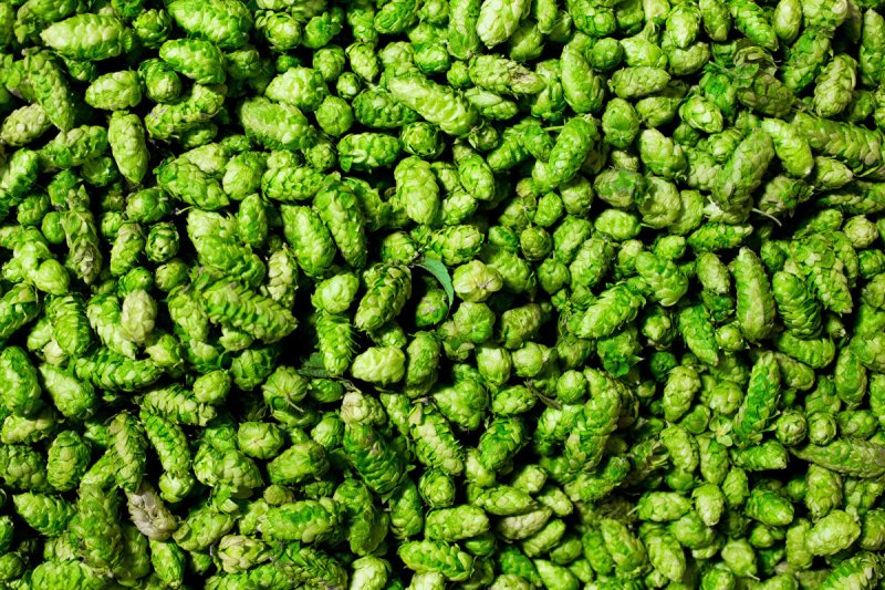 Хмель зеленый