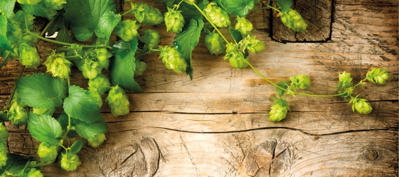 Хмель дерево