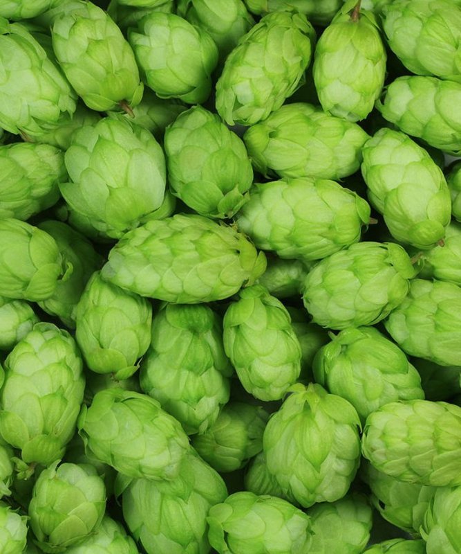 Хмель зеленый