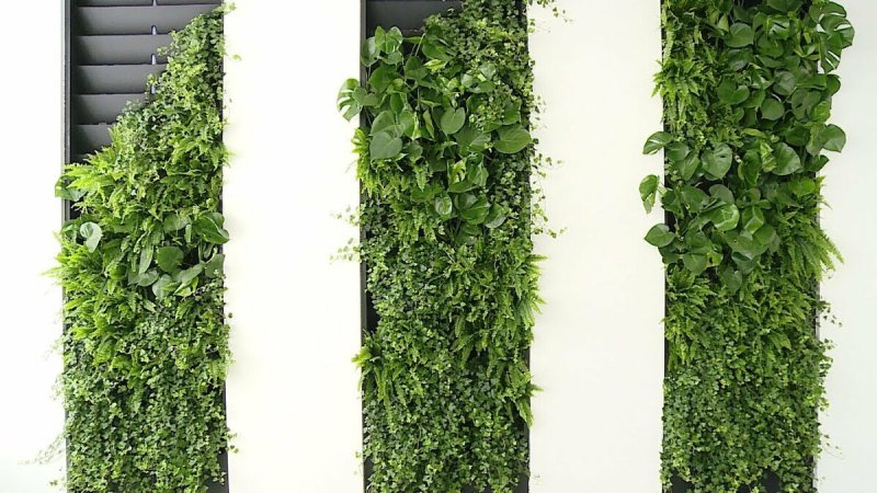 Фитостена бесшовная