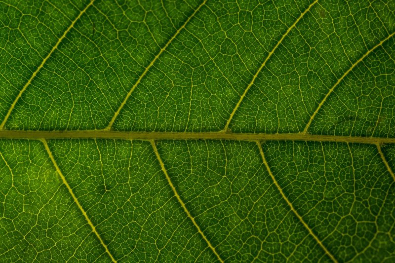 Текстура листа