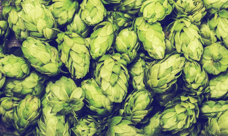 Хмель паттерн