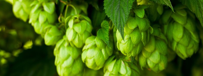 Хмель дерево