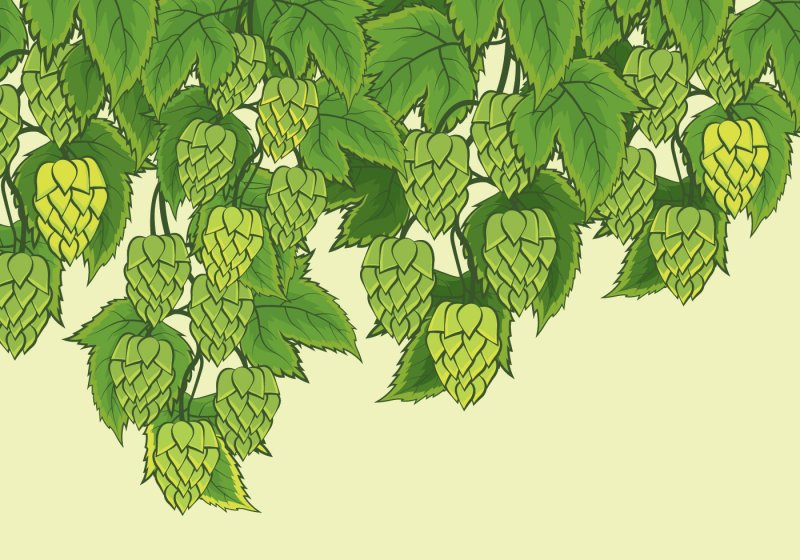 Хмель вектор