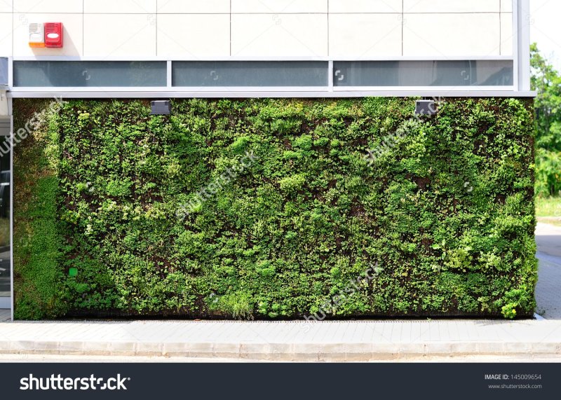 Вертикальное Озеленение фактура