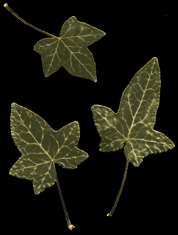 Хедера листья