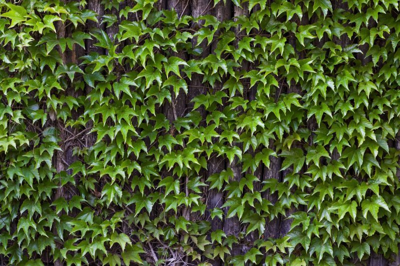 Текстура растительность