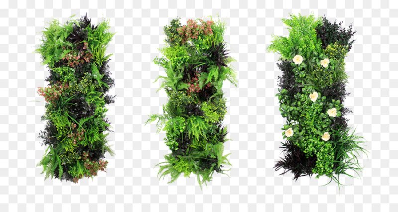 Растения вид сверху