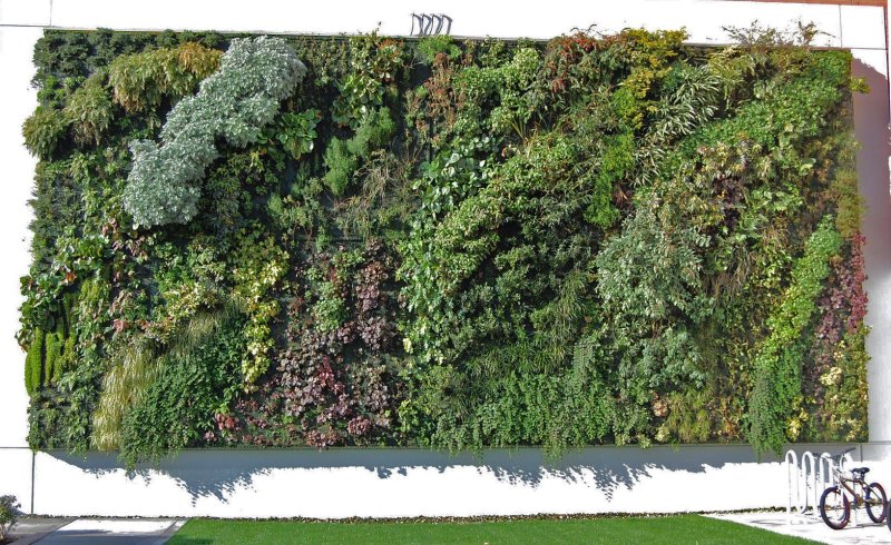 Фитостена плющ