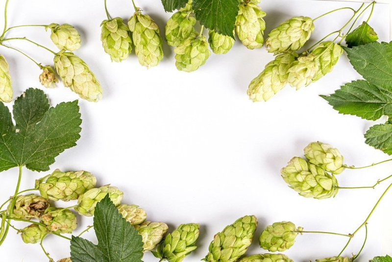 Хмель обыкновенный Лиана