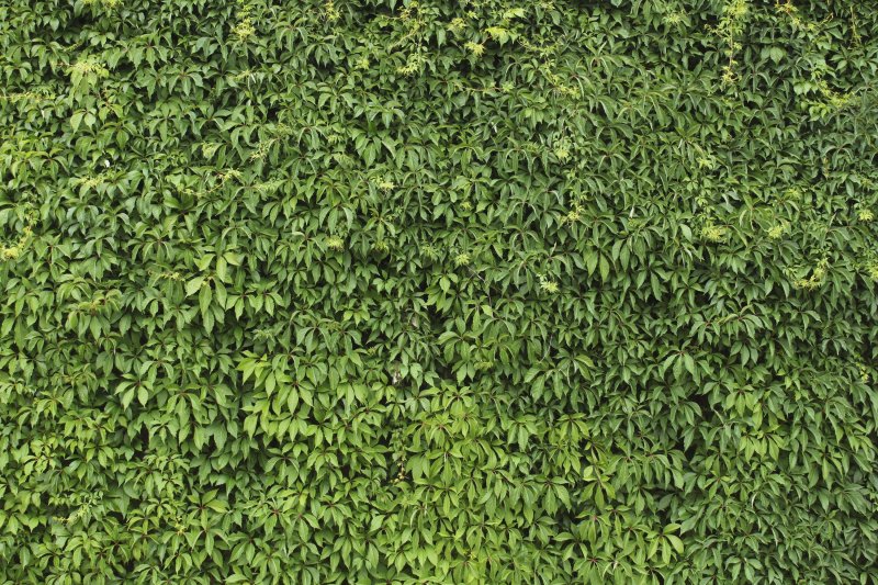 Фитостена плющ