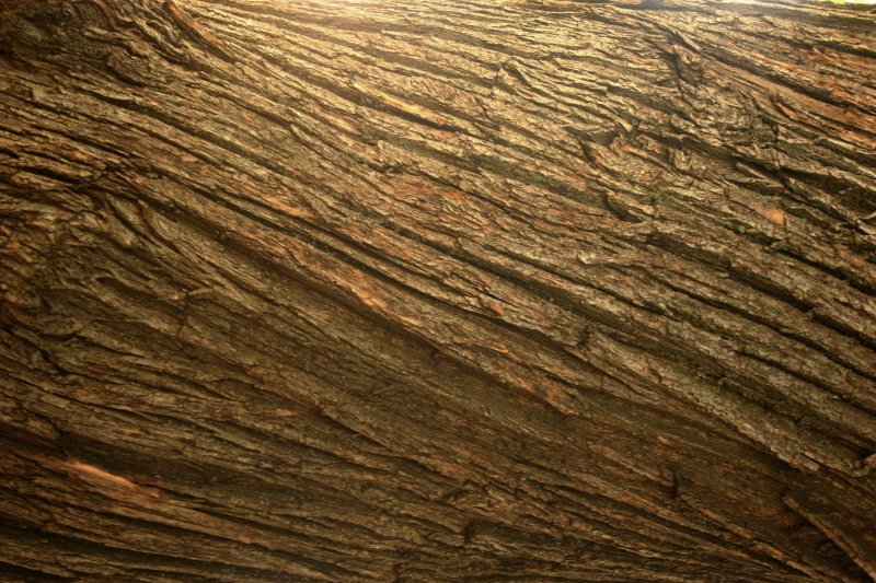 Текстура дерева