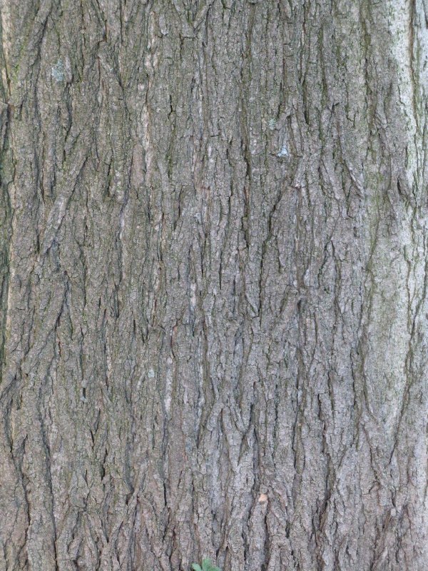 Фактура коры