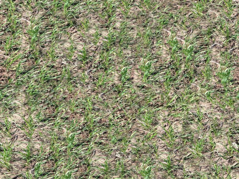 Текстура травы