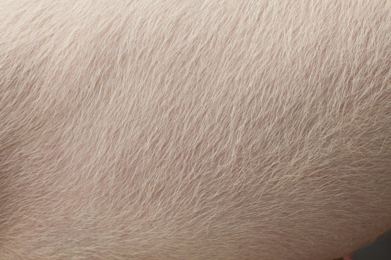 Кожа свиньи текстура