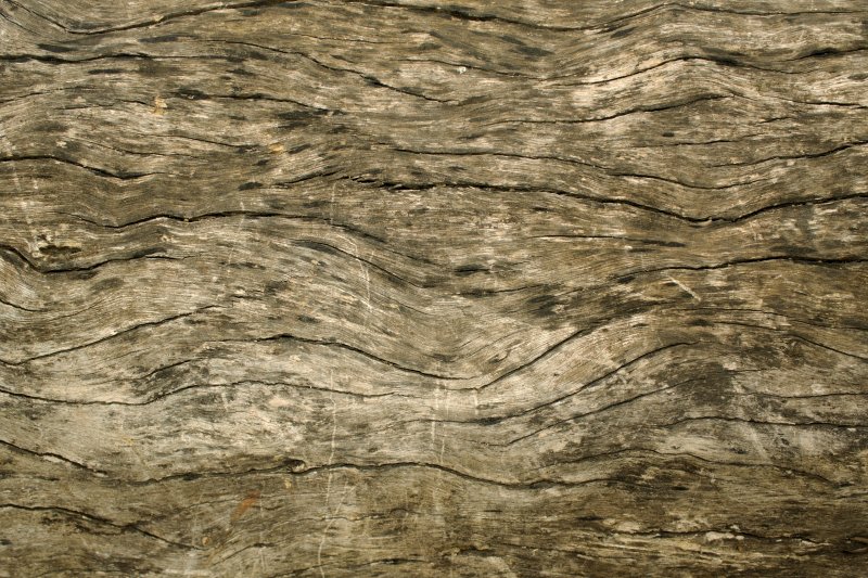 Текстура дерева