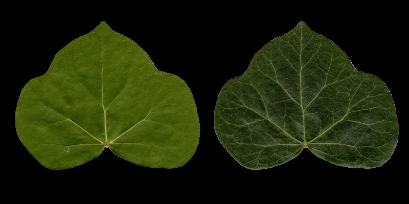 Листок плюща