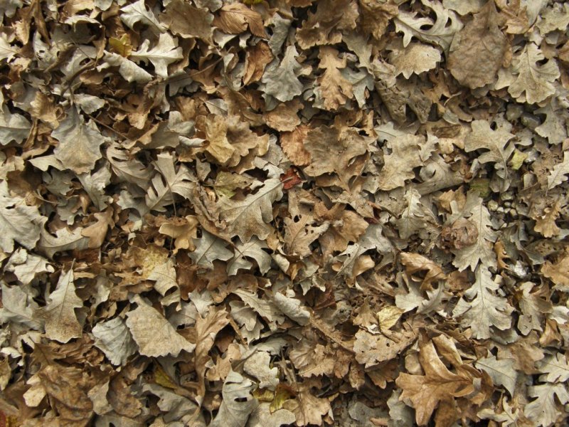 Текстура опавшей листвы