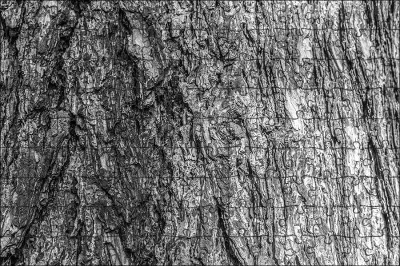 Текстура древесной коры