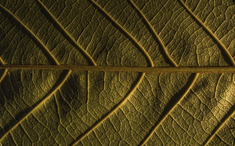 Лист в макро жилки