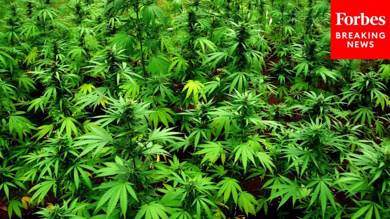 Ямайка сатива конопля