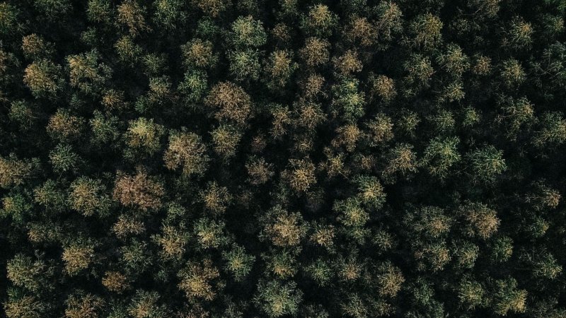 Лес вид сверху