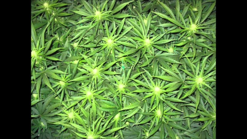 SOG каннабис