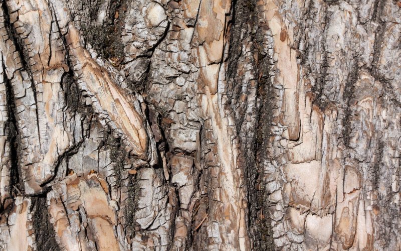 Текстура коры дерева