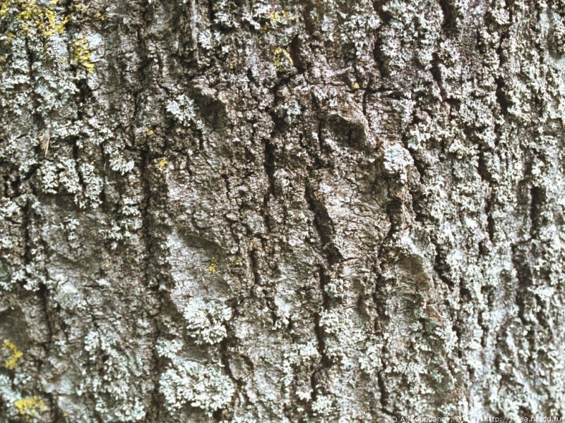 Осина обыкновенная кора