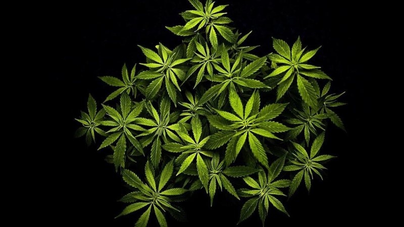 Канабис ультрафиолет
