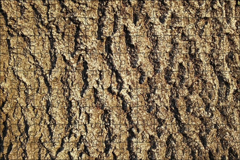 Фактура коры дерева