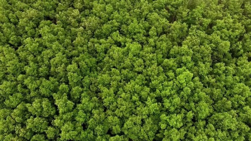 Лес вид сверху