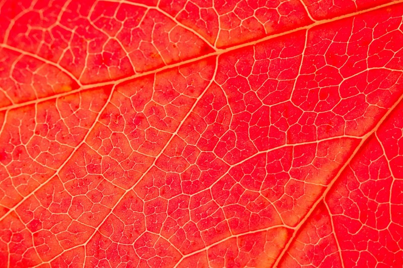 Лист с прожилками