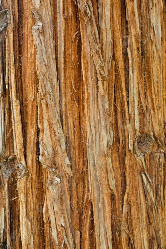 Секвойя текстура